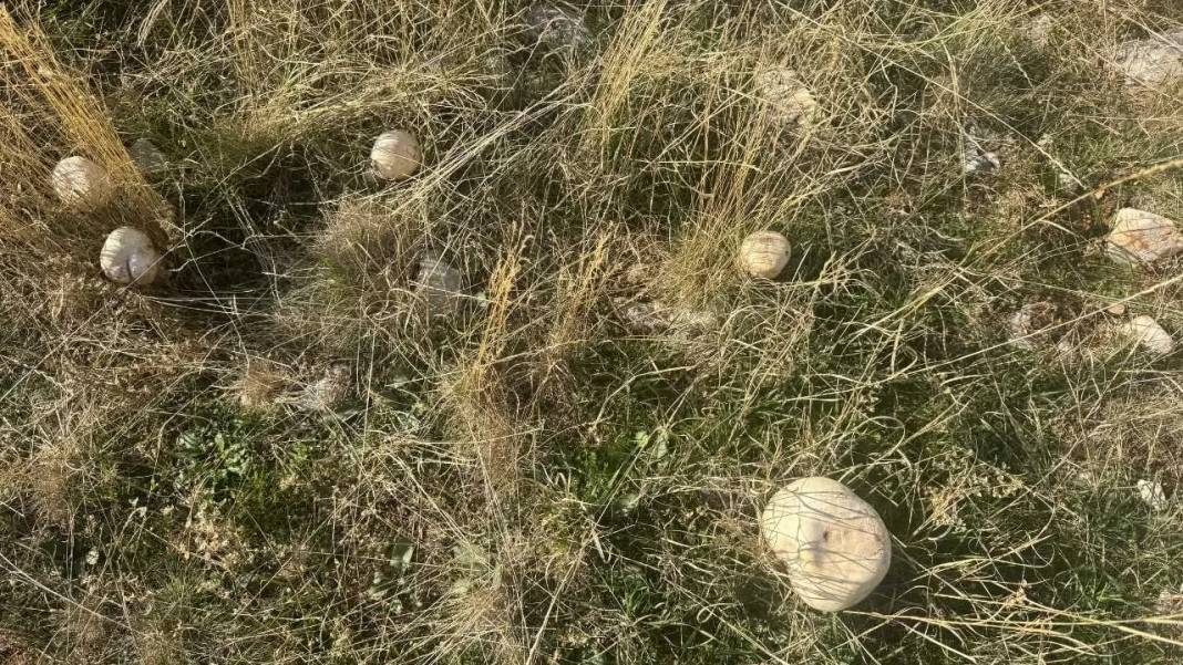 Torosların Efsanevi Lezzeti Çayır Mantarında Sezon Açıldı! 5